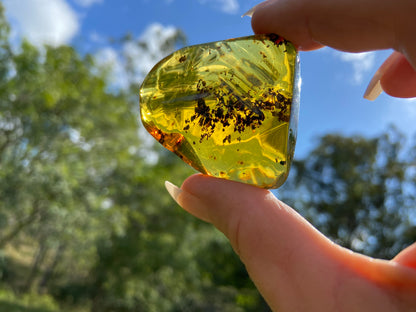 Polished Honey Amber (full of Bugs)