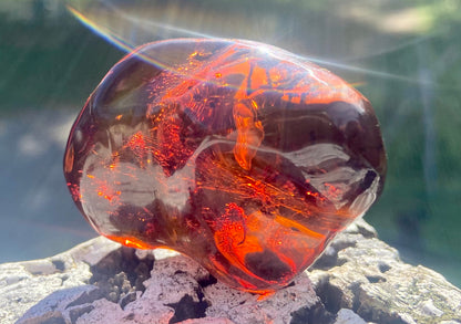 Rare Red Fire Baltic Amber with Ancient Organic Inclusions: Collector's Gem