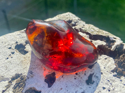 Rare Red Fire Baltic Amber with Ancient Organic Inclusions: Collector's Gem