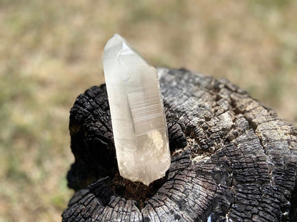 Shamanic Phantom Dream Lemurian Quartz with Pleiadian Starbrary