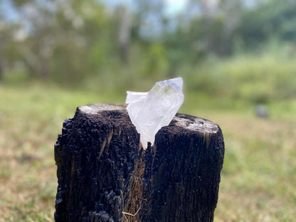 Lemurian Seed Quartz With Bridge and Dolphin