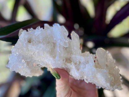 Lemurian Seed Mini Point Cluster AAA+ Grade