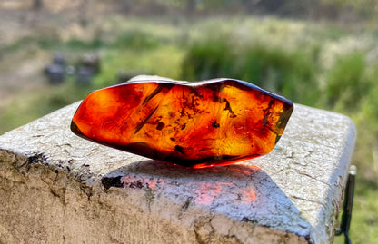 Rare Red Fire Amber: Baltic Sea Fossil with Organic Inclusions