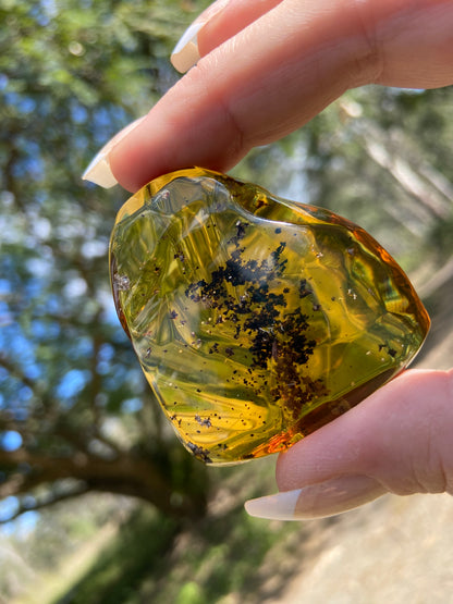 Polished Honey Amber (full of Bugs)