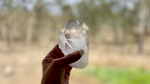 Lemurian Seed Tantric Twin with Rainbows and Record Keepers AAA+ Grade