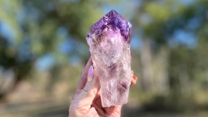 Dragon Tooth Amethyst and Ametrine Quartz Phantom Natural Point