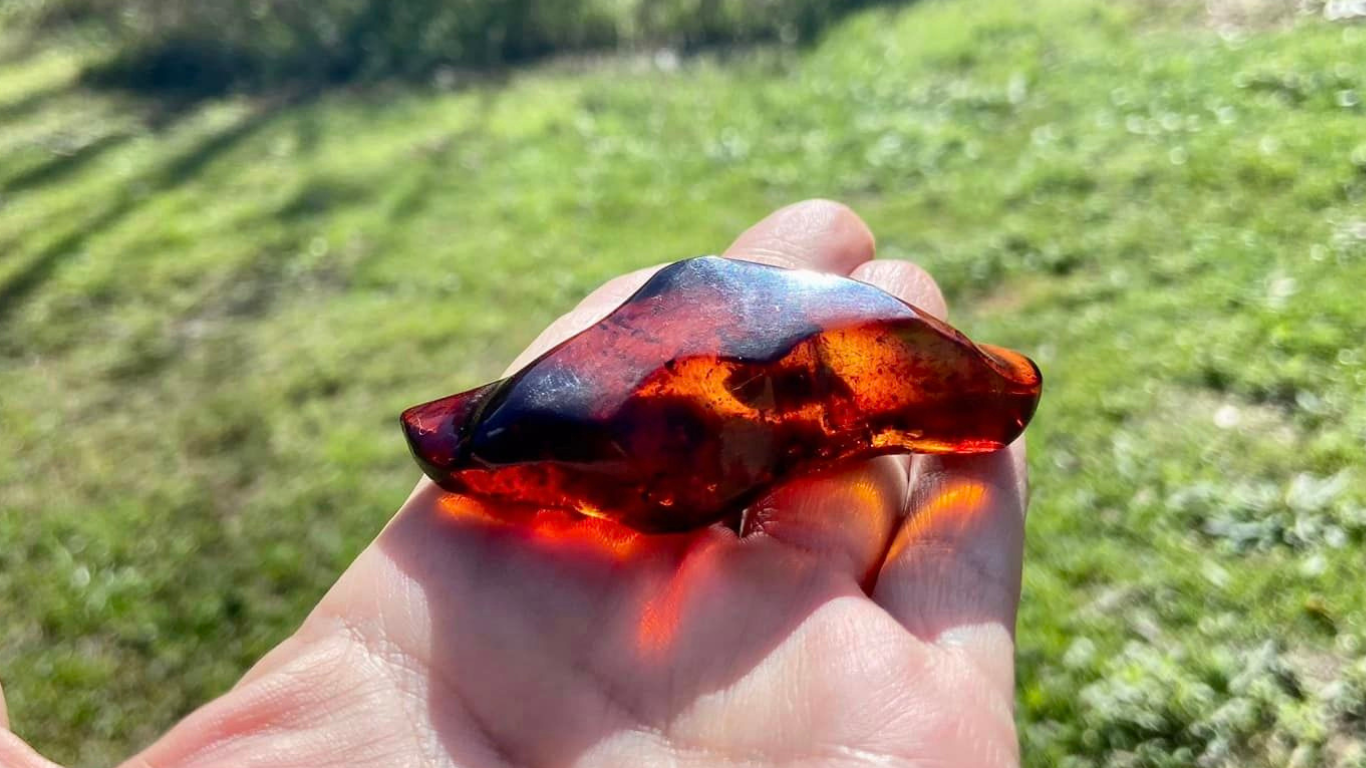 Baltic Red Fire Amber with Bugs