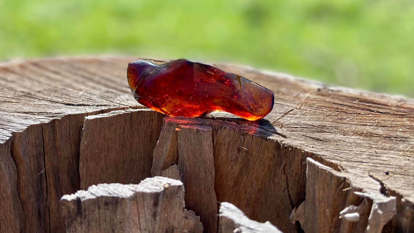 Baltic Red Fire Amber with Bugs