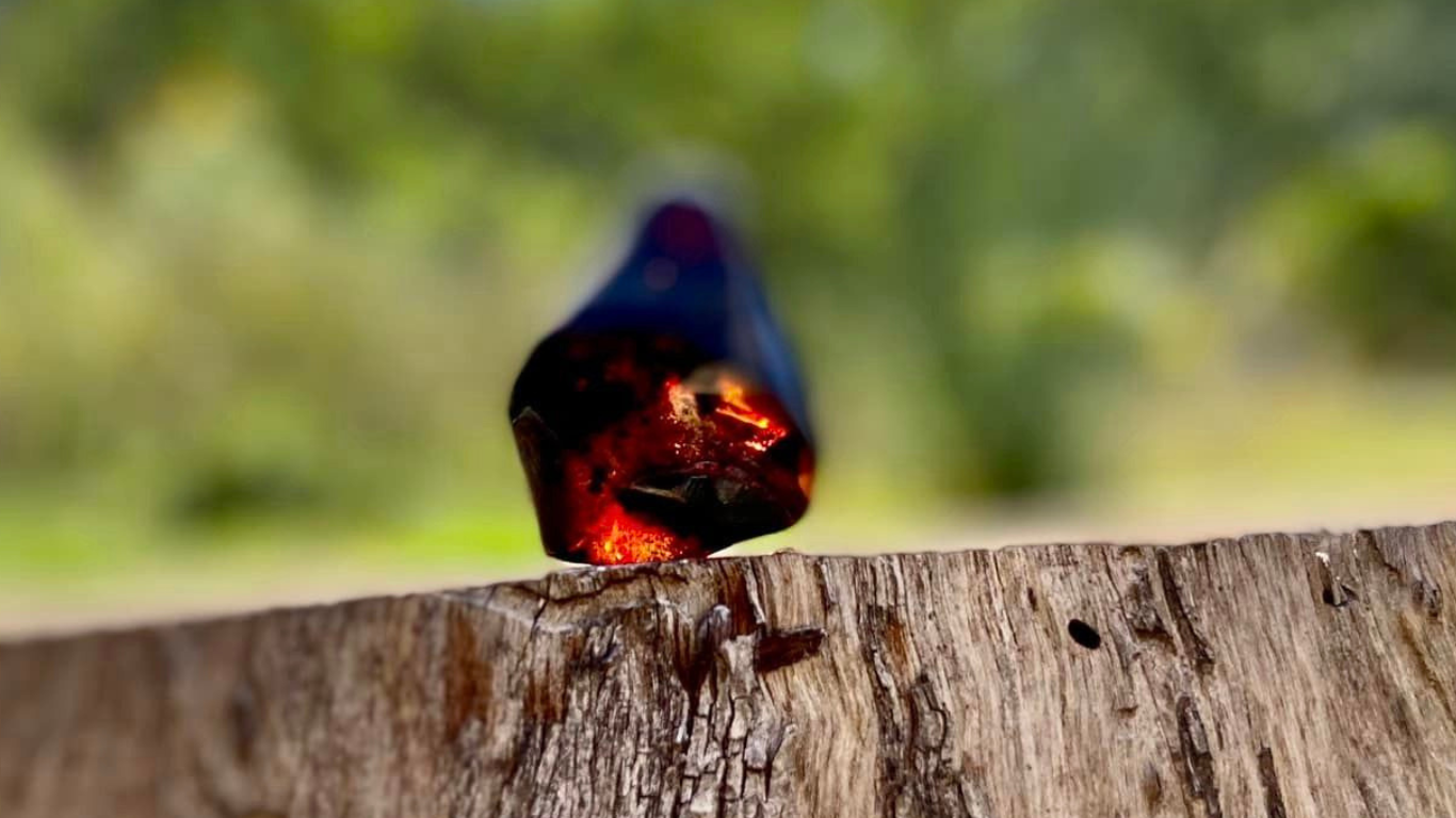 Baltic Red Fire Amber with Bugs