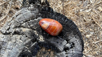 Madagascar Agate