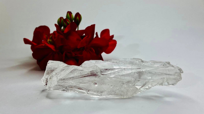Lemurian Seed Root Wand