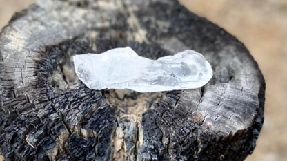 Lemurian Seed Root Wand