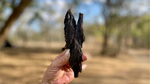 Black Kyanite Angel Wings