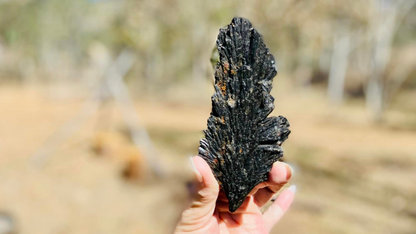 Black Kyanite Angel Wing