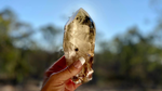 Smokyy Quartz Phantom Lemurian Master Record Keeper