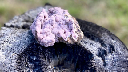 Rhodochrosite Cluster on Matrix | Wessels Mine, South Africa | Rare Pastel Pink | AAA Grade | 143 g