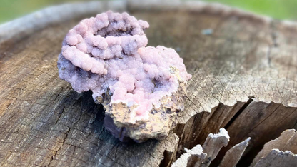 Rhodochrosite Cluster on Matrix | Wessels Mine, South Africa | Rare Pastel Pink | AAA Grade | 143 g
