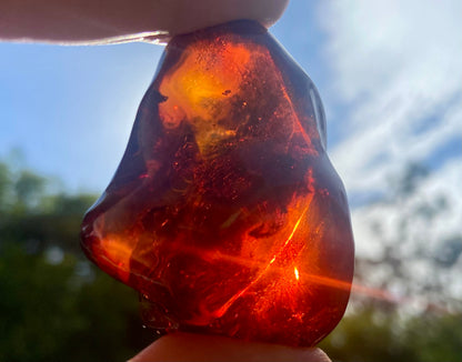 Rare Red Fire Baltic Amber with Ancient Organic Inclusions: Collector's Gem