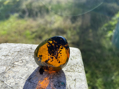 Polished Honey Amber (full of bugs)