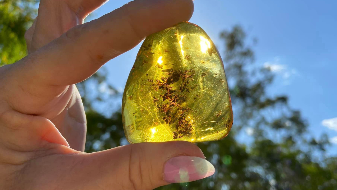 Polished Honey Amber (full of Bugs)