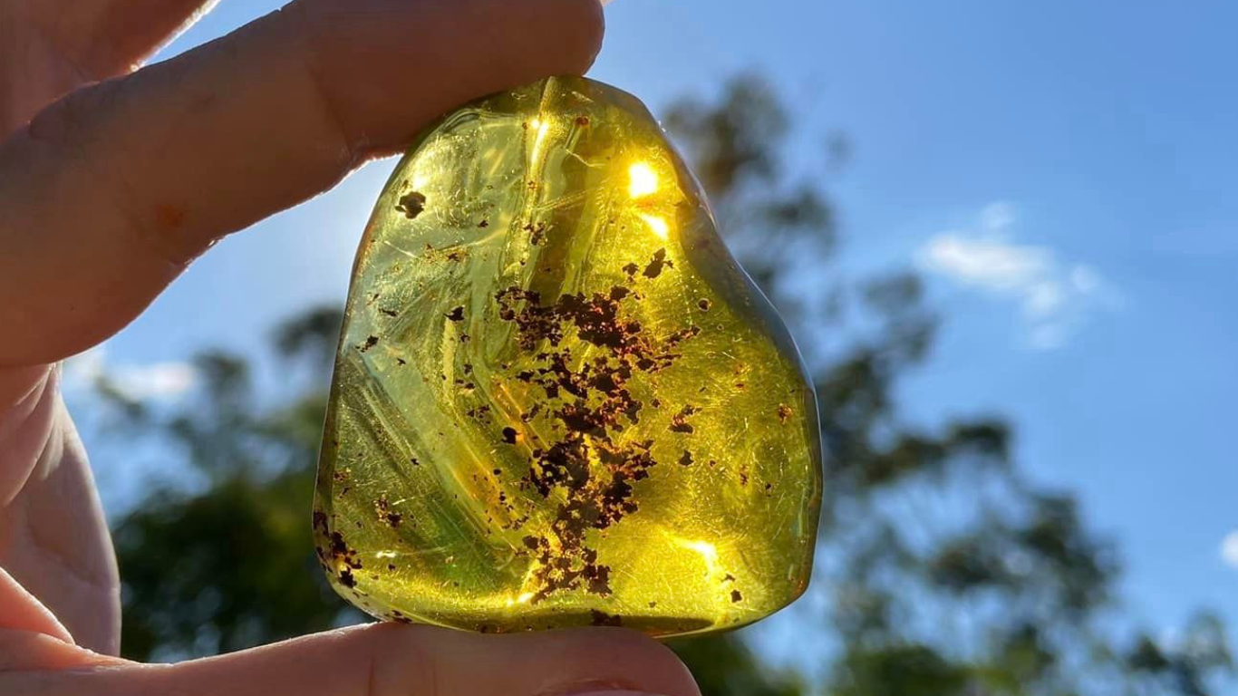 Polished Honey Amber (full of Bugs)