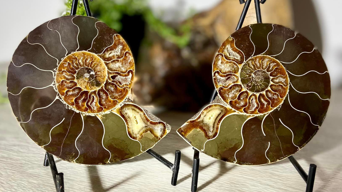 Ammonite Split and Polished with Mother of Pearl Back