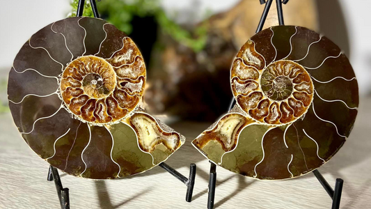 Ammonite Split and Polished with Mother of Pearl Back