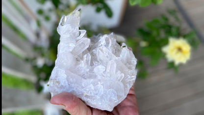 Lemurian Seed Mini Point Cluster AAA+ Grade