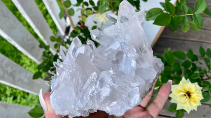 Lemurian Seed Mini Point Cluster AAA+ Grade