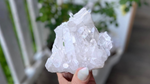 Lemurian Seed Mini Point Cluster AAA+ Grade