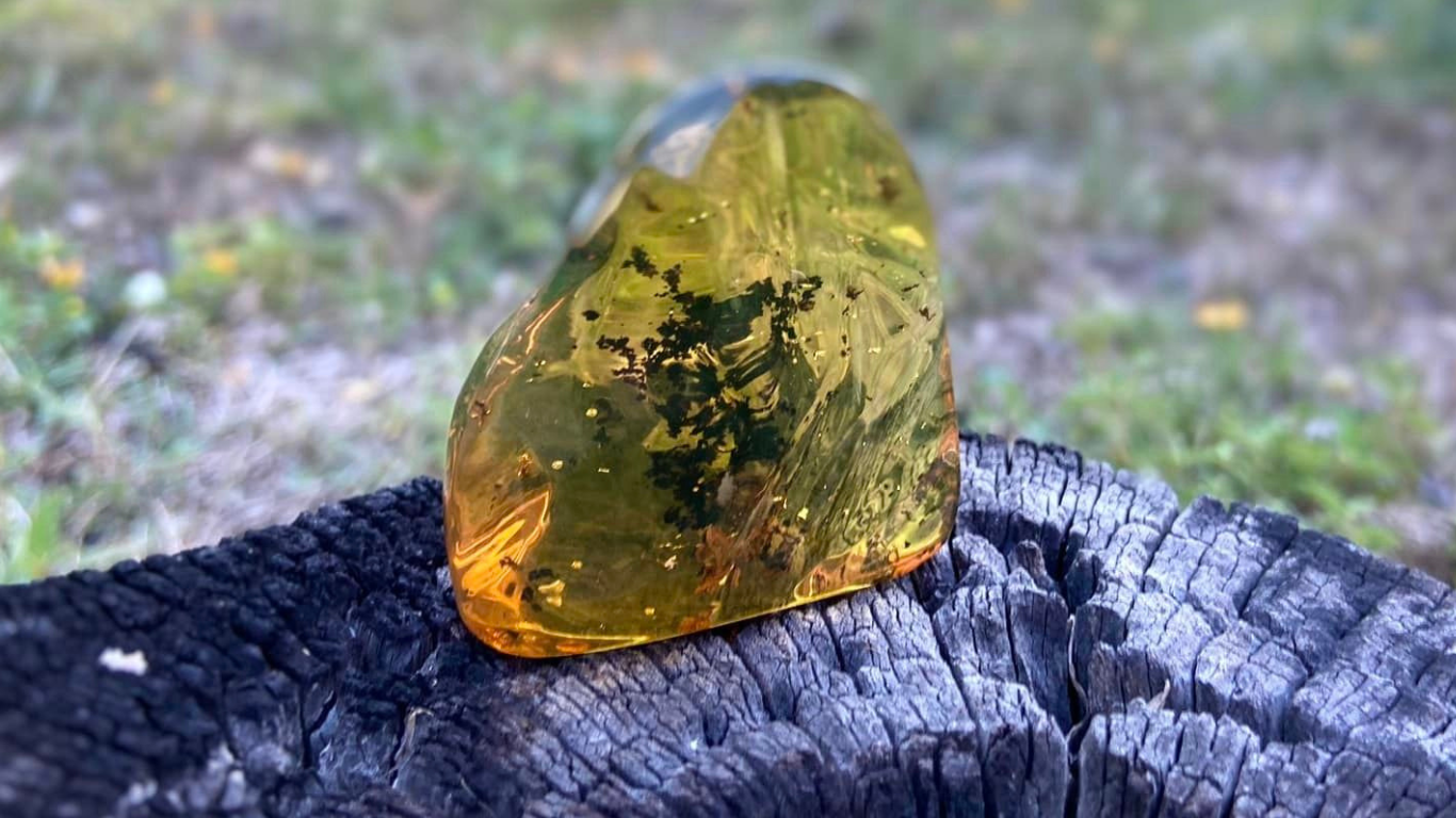 Polished Honey Amber (full of Bugs)