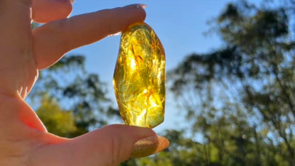 Polished Honey Amber (with bugs) UV Sensitive