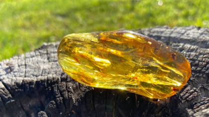 Polished Honey Amber (with bugs) UV Sensitive