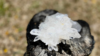 Lemurian Seed Mini Point Cluster AAA+ Grade
