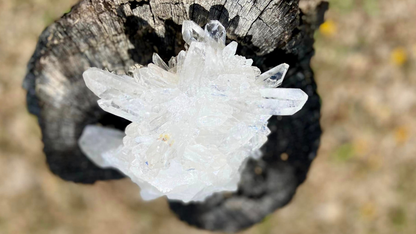 Lemurian Seed Mini Point Cluster AAA+ Grade