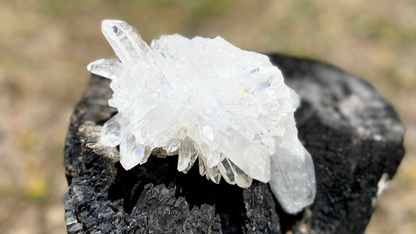 Lemurian Seed Mini Point Cluster AAA+ Grade