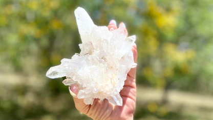 Lemurian Seed Mini Point Cluster AAA+ Grade