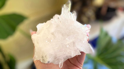 Lemurian Seed Mini Point Cluster AAA+ Grade