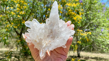 Lemurian Seed Mini Point Cluster AAA+ Grade