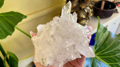 Lemurian Seed Mini Point Cluster AAA+ Grade