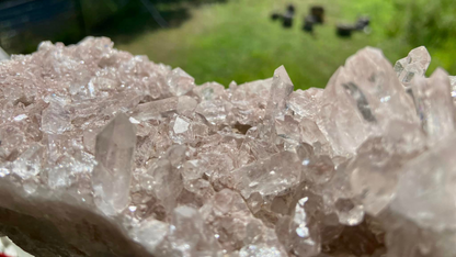 Sacred Rose Pink Lithium Lemurian Colombian Quartz Cluster AAA+++