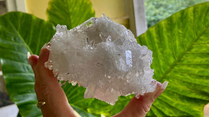 Lemurian Seed Mini Point Cluster AAA+ Grade