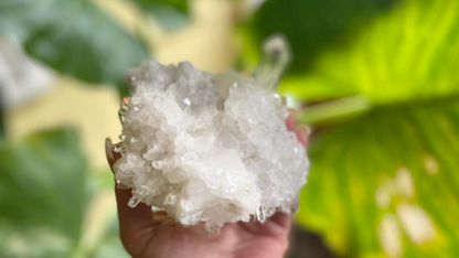 Lemurian Seed Mini Point Cluster AAA+ Grade