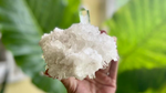 Lemurian Seed Mini Point Cluster AAA+ Grade