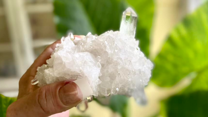 Lemurian Seed Mini Point Cluster AAA+ Grade
