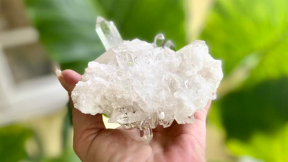 Lemurian Seed Mini Point Cluster AAA+ Grade