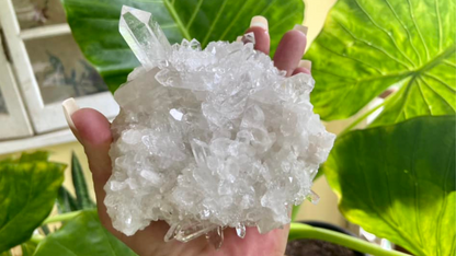 Lemurian Seed Mini Point Cluster AAA+ Grade