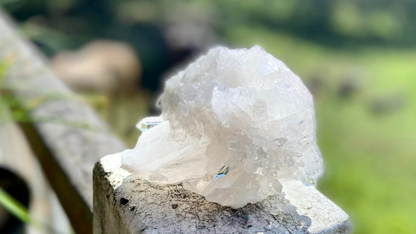 Lemurian Seed Mini Point Cluster AAA+ Grade