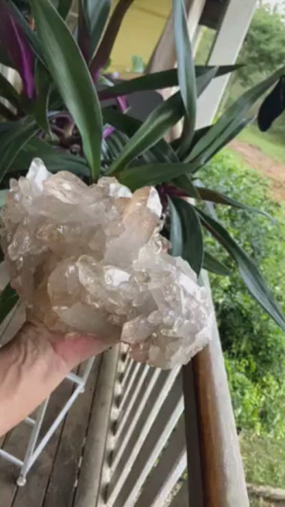 Golden Healer Lemurian Seed Cluster AAA+ Grade
