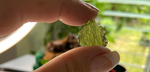 Moldavite